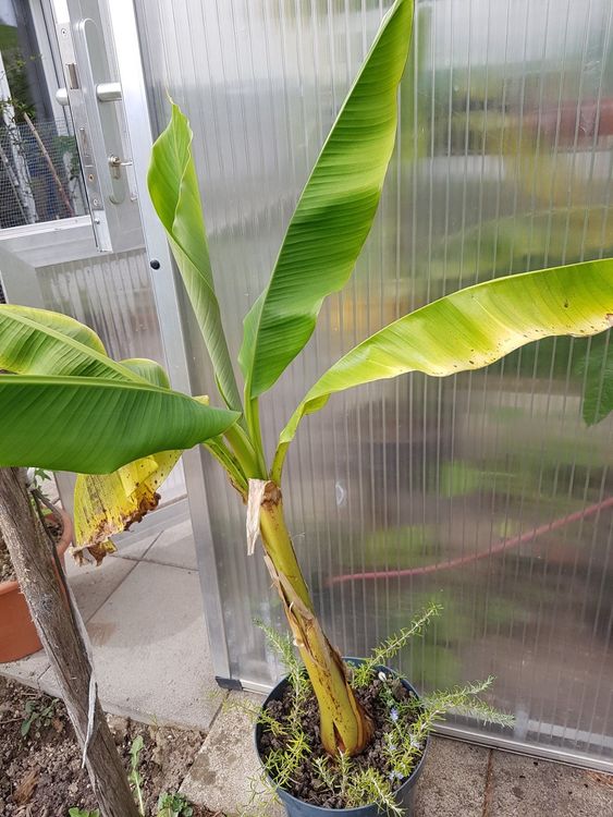 Bananenstaude (musa basjoo) winterfest Kaufen auf Ricardo