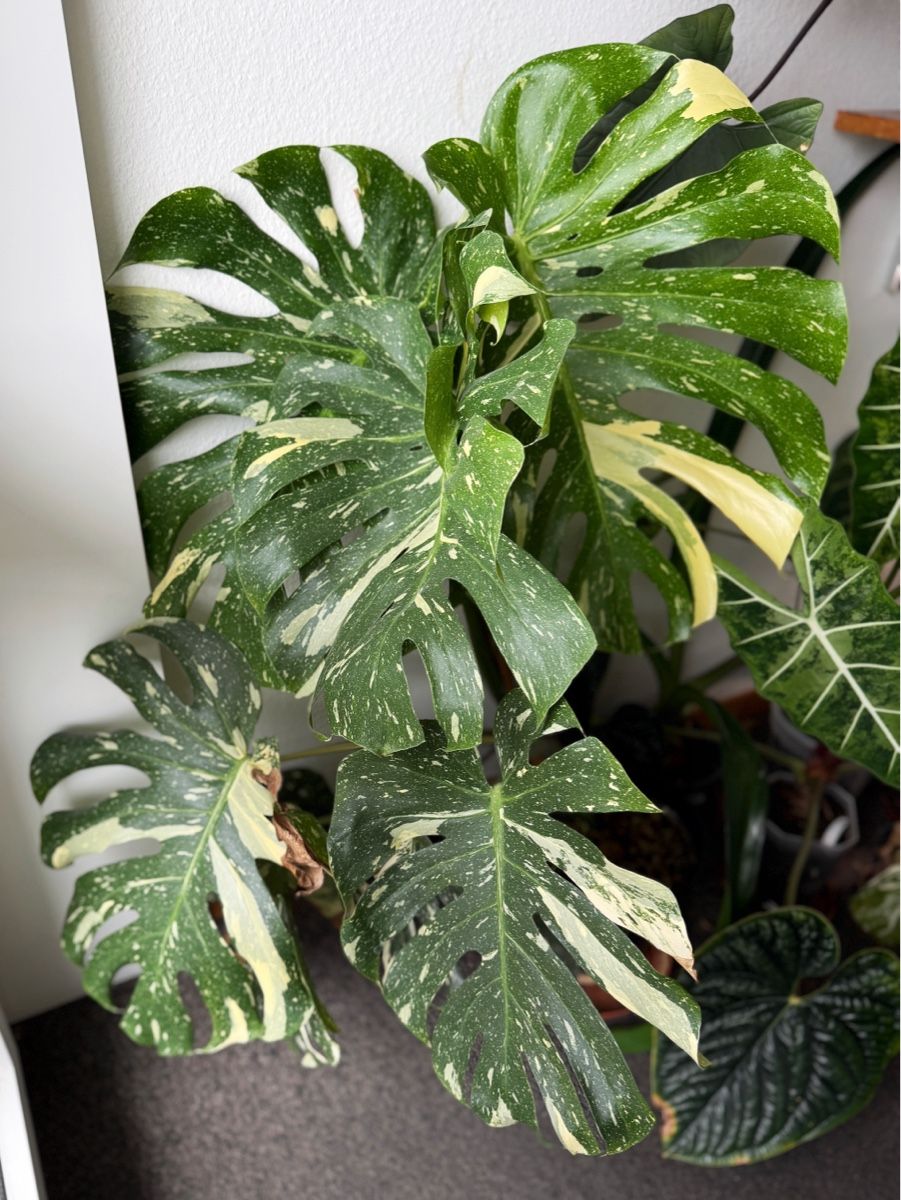 Piante & sementi: Monstera Thai Constellation – Nuovo (secondo la descrizione) da Bern venduto da Lucas_Ma