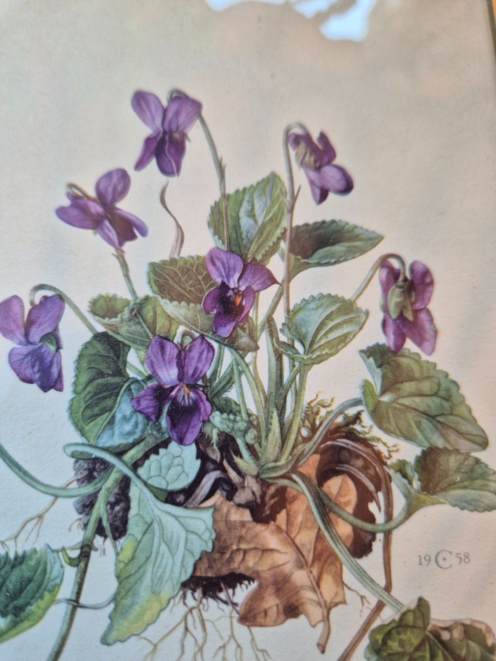 Posters & Illustrations: Bild Viola odorata botanisch gerahmt 1958 – D'occasion à Bern par aronari 3