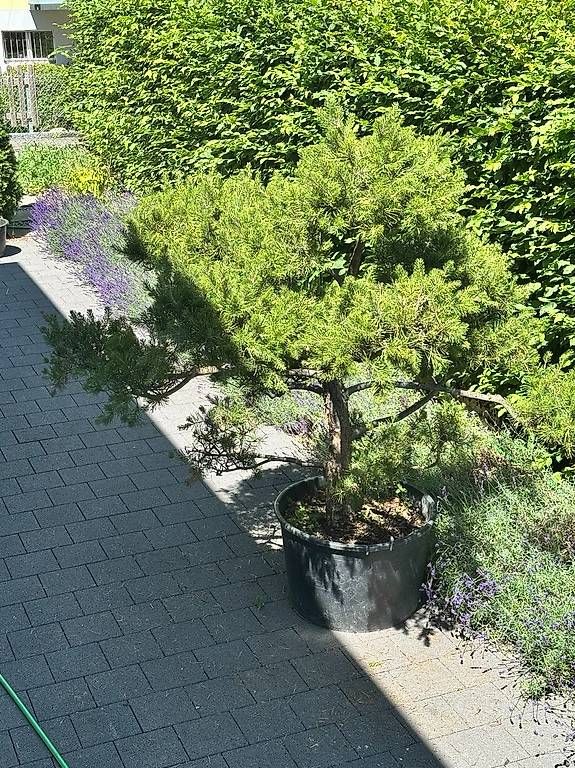 Pflanzen & Samen: formgeschnittene Föhre - Garten-Bonsai – Gebraucht aus Trimbach von mdc70 4