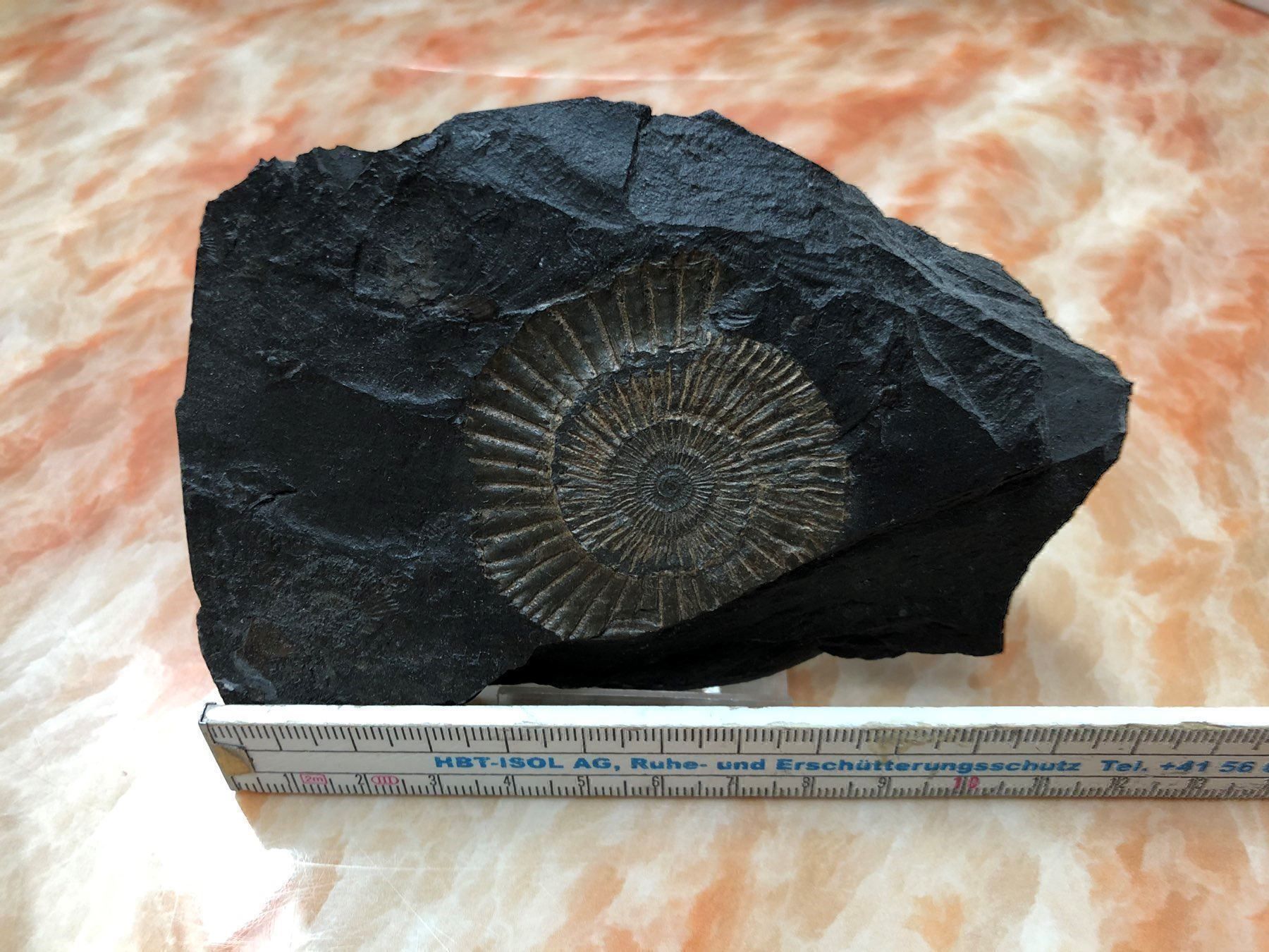Fossilien: Negativ-Abdruck eines Amoniten – Gebraucht aus Aarau von chuckschweiz 1