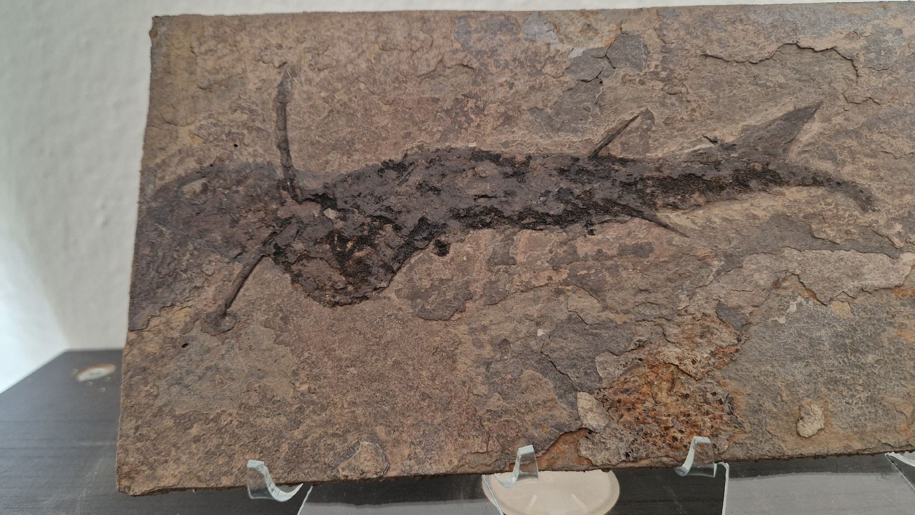 Fossilien: Fossiler Stachelhai Acanthodes Perm Deutschland – Neu und originalverpackt aus Niederhasli von rehauge01 4