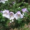 Menthe australienne 2 PLANTS