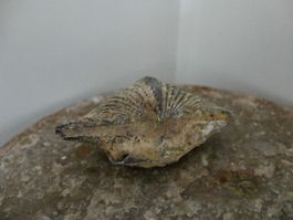 Spirifes/Brachiopode