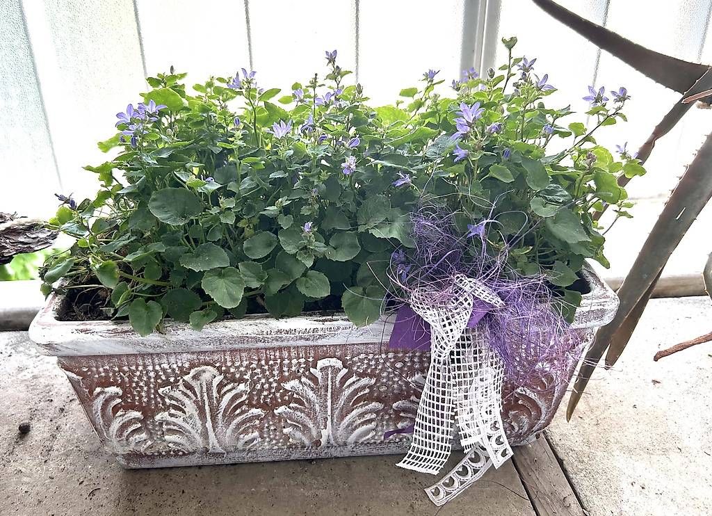 Vasi per fiori: Bepflanztes Blumenkistli – Usato da Frauenfeld venduto da Irene.Schuppli 3