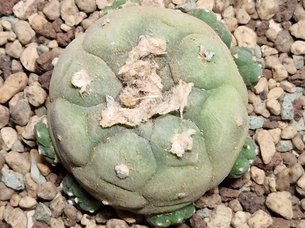 Lophophora Diffusa var. Koehresii GM 801, 14 Jährig | Kaufen auf Ricardo