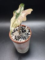 Alocasia Nobilis Pink Variegata 
