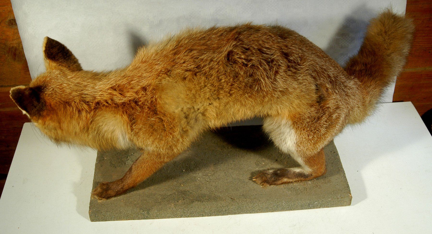 Il mondo degli animali: Fuchs Präparat – Usato da Herisau venduto da Wisen 6