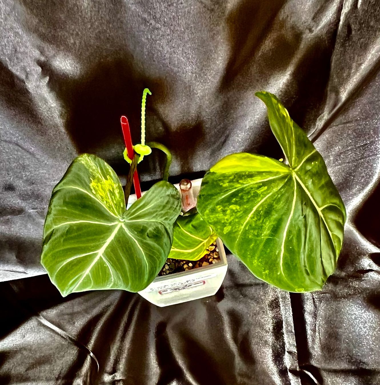 Piante & sementi: Philodendron gloriosum Aurea variegated – Usato da Zofingen venduto da Erfolg1957 3