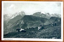 Braunwald - Kühe auf der Alm - Antik