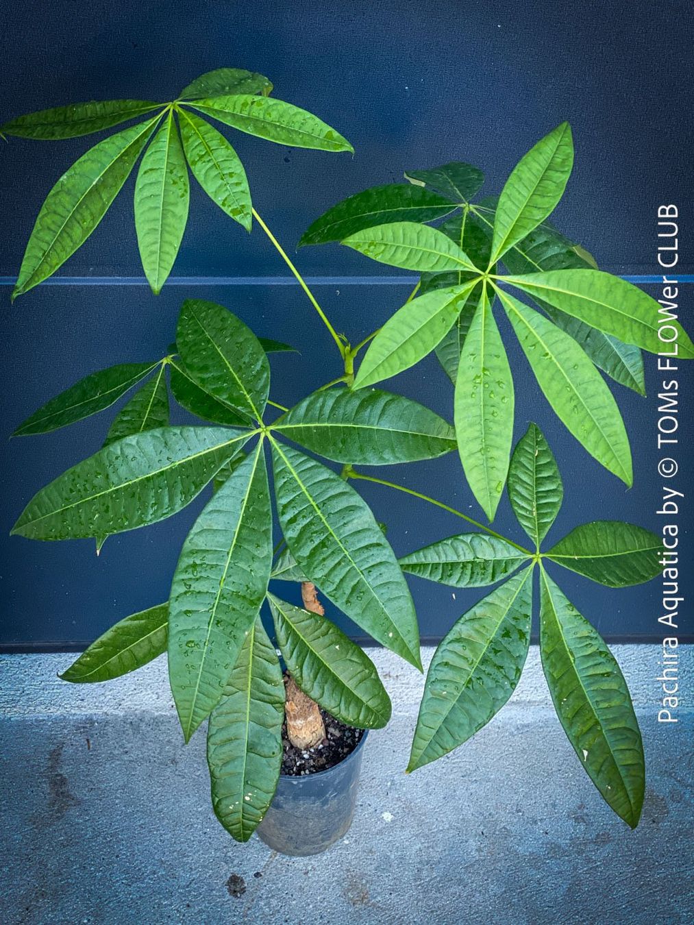 Pflanzen & Samen: Pachira Aquatica | Glückskastanie | Gesund & Top Robust – Neu und originalverpackt aus Adliswil von TAKEYOURPLANT 5