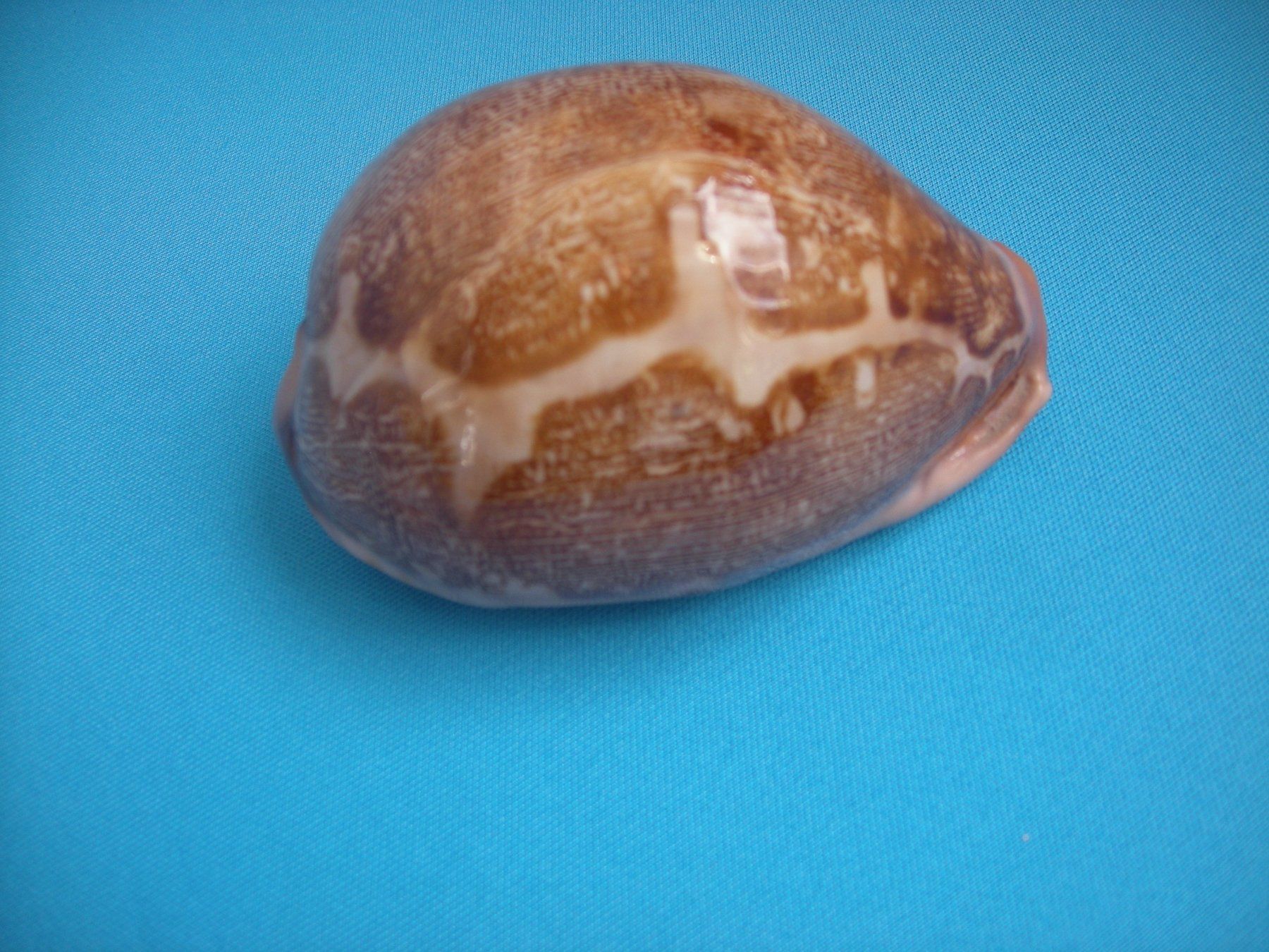 Fossili: Wunderschöne  " Cauri" Muschel Philippinen 8 cm – Usato da Spreitenbach venduto da Sniper8952 3