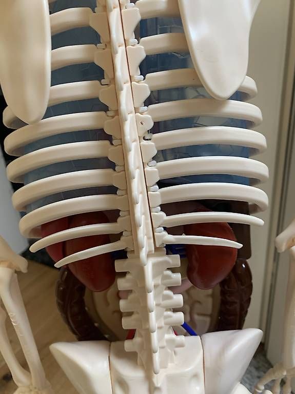Kit di modellismo & Modellini statici: Älteres detailliertes Anatomie Lehrmodell – Usato da Rothrist venduto da Oddymanliane 4