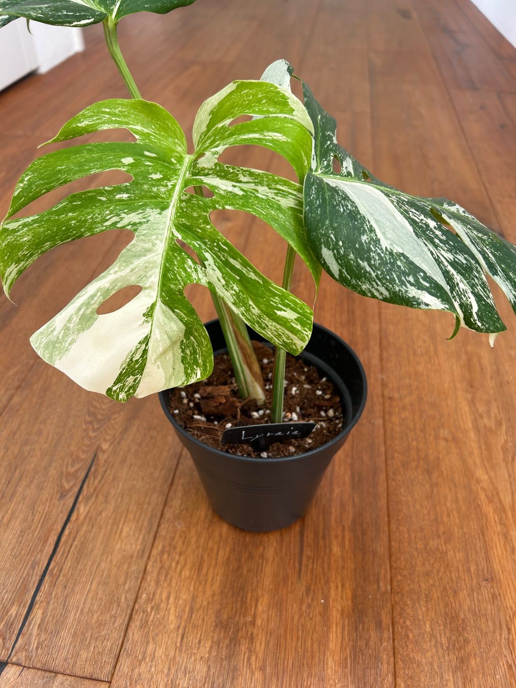 Pflanzen & Samen: Monstera variegata💚 – Gebraucht aus Wattwil von Mikesplantshop 1