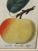 Vintage gerahmter Apfeldruck - Botanische Wandkunst Dekor🍎