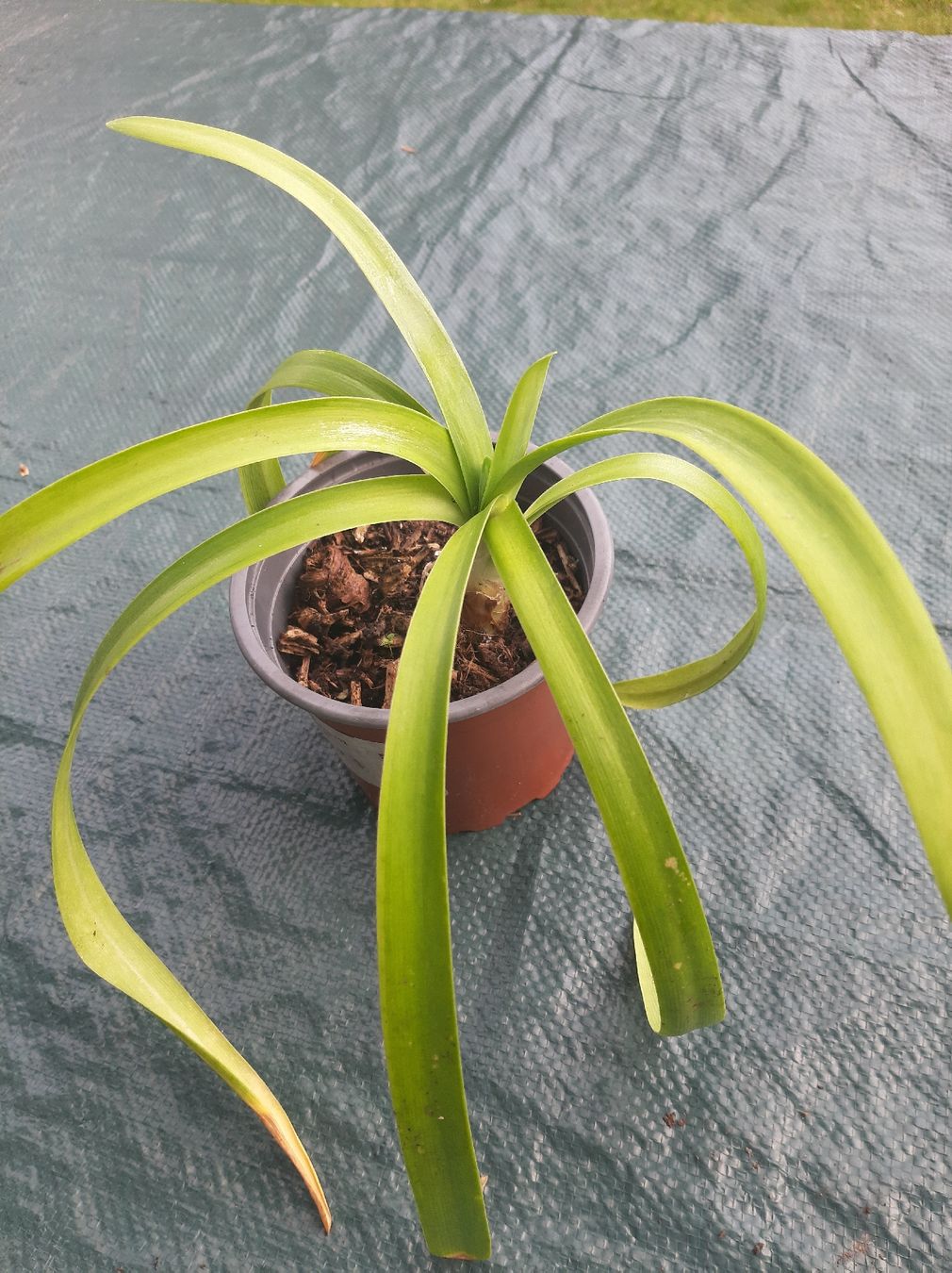 Piante & sementi: Agapanthus, Jungpflanze – Usato da Effretikon venduto da Misterdyn