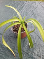 Agapanthus, Jungpflanze