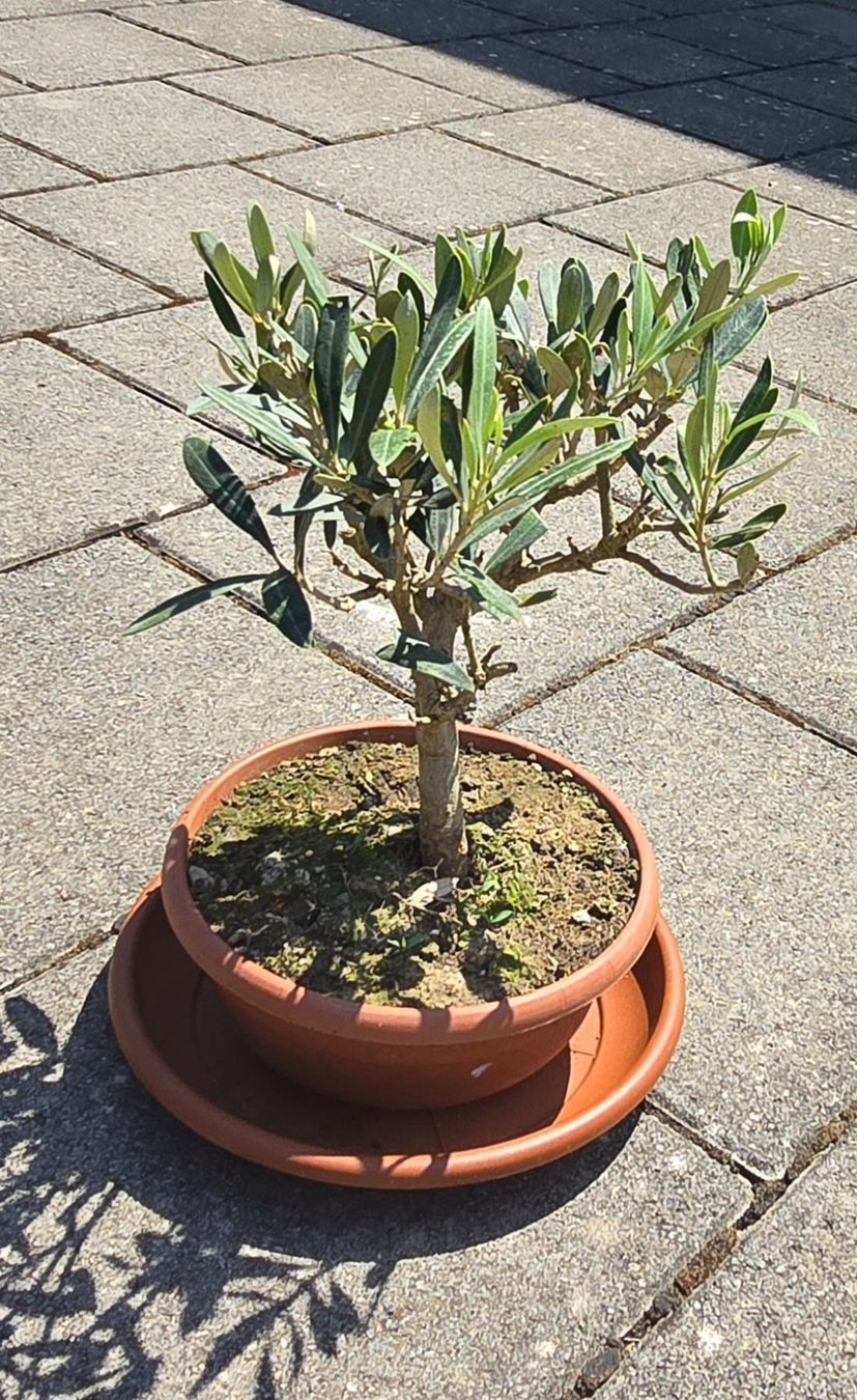 Piante & sementi: Herziges mini Olivenbäumchen Bonsai Art – Usato da Aarburg venduto da popkorn65 2