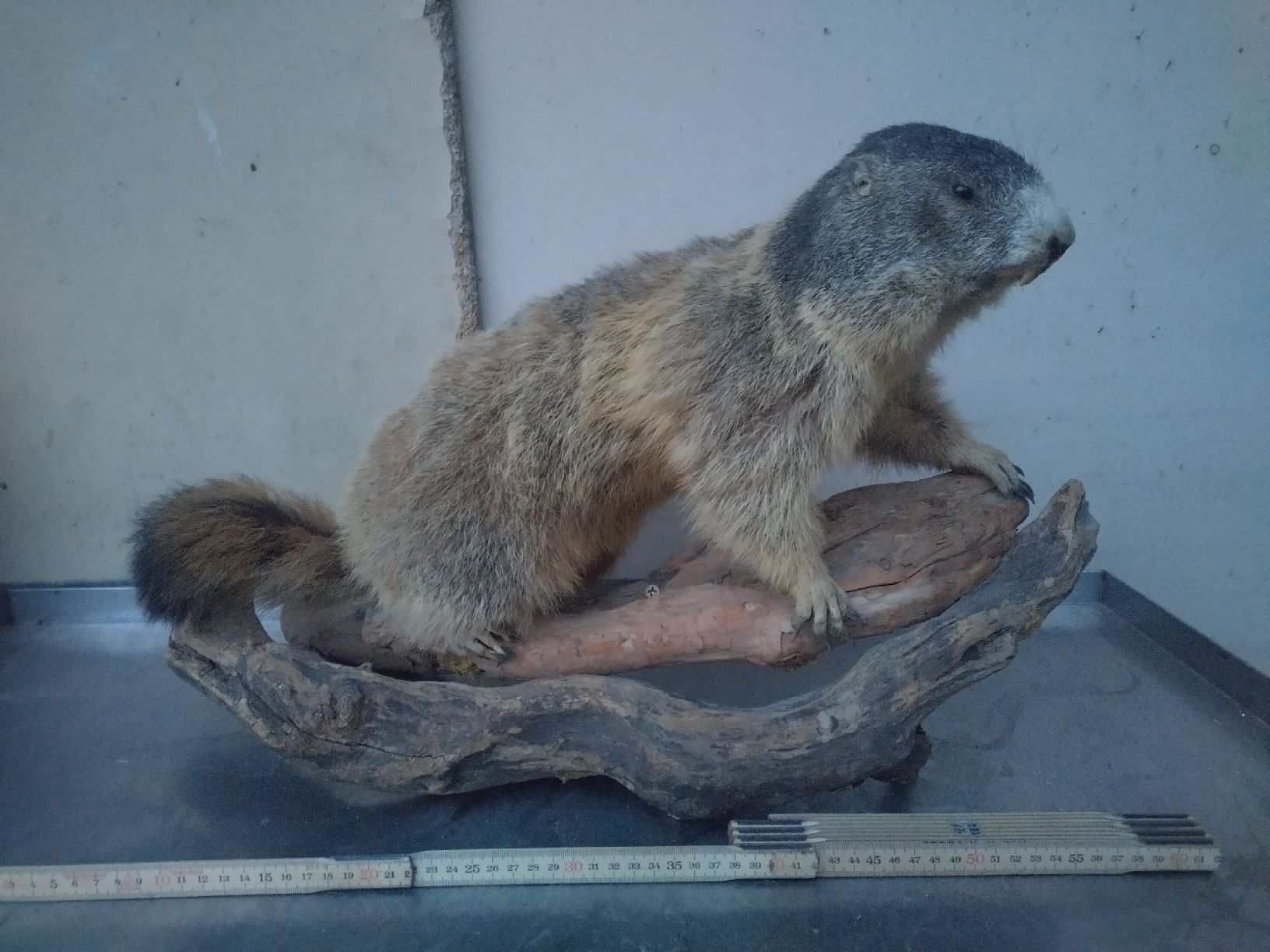 Il mondo degli animali: Murmeltier Präparat, Tierpräparation, Winterdeko. – Usato da Wettingen venduto da Bwalti