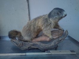 Murmeltier Präparat, Tierpräparation, Winterdeko.