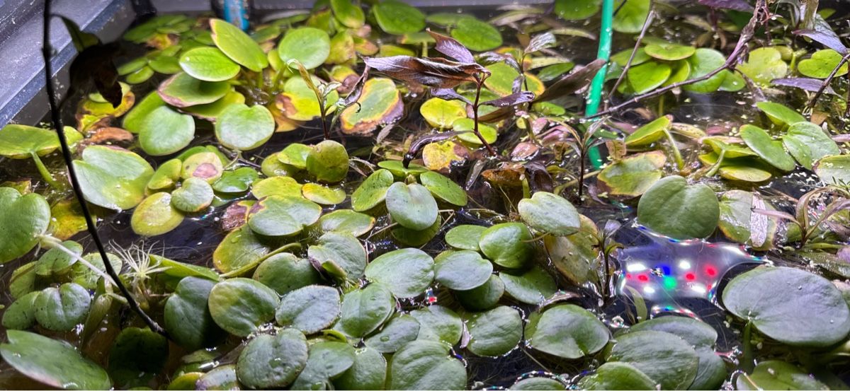 Piante & sementi: Froschbiss – Usato da Moosseedorf venduto da nicu006