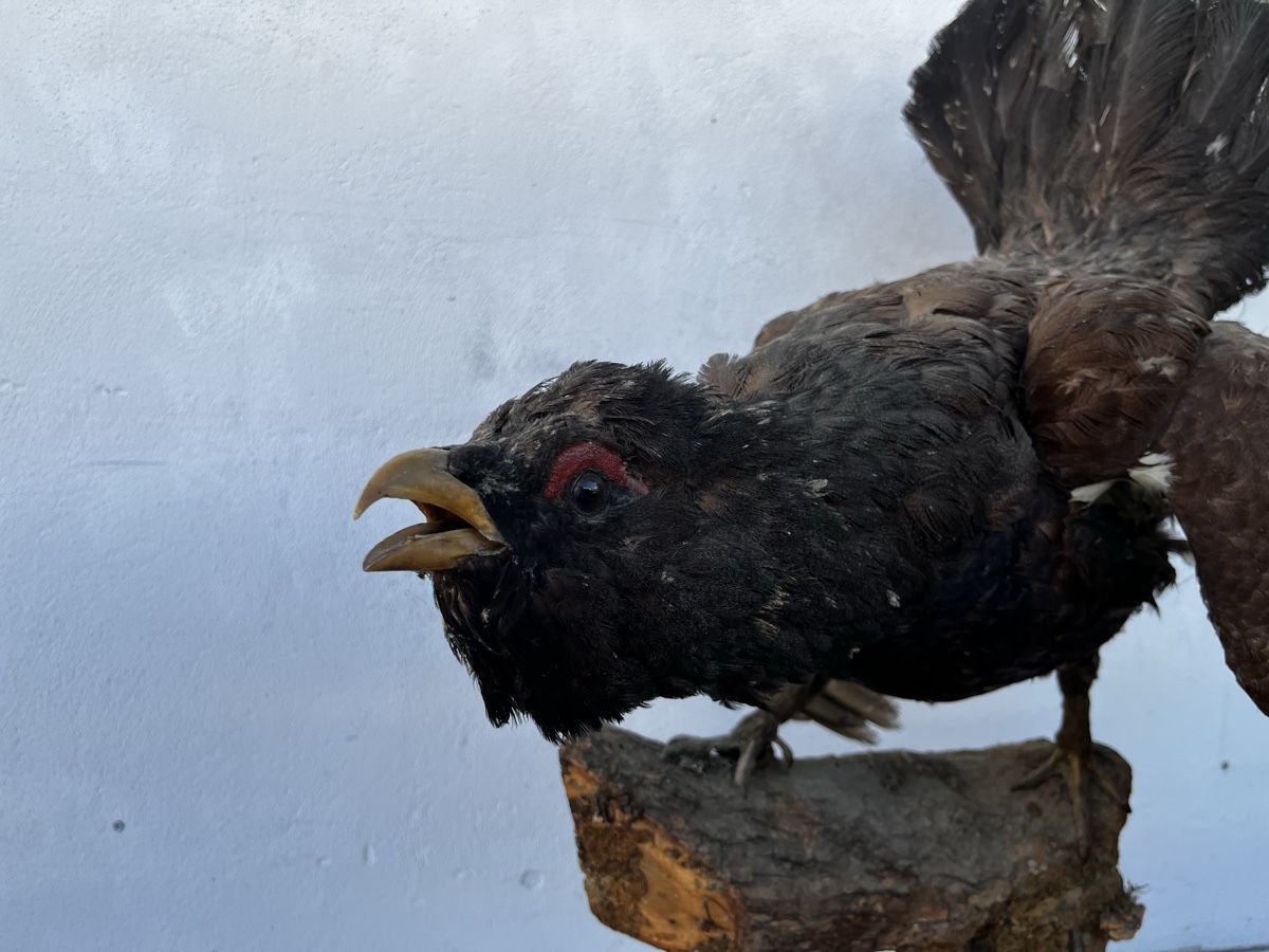 Il mondo degli animali: Ausgestopfter Auerhahn Vogel Präparat – Usato da Bern venduto da fotolog111 1