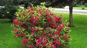 Piante & sementi: Weigelia Bristol Ruby 15-20cm – Nuovo (secondo la descrizione) da Bremblens venduto da FIBONACCI369 2