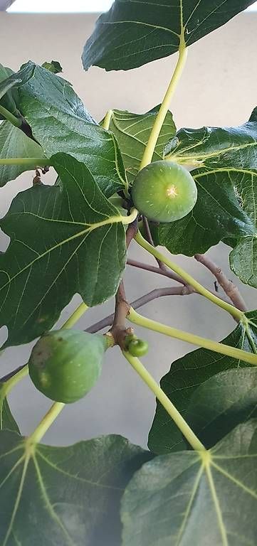 Pflanzen & Samen: grosser  schöner Feigenbaum  – Neu und originalverpackt aus Utzenstorf von Icelake1 2