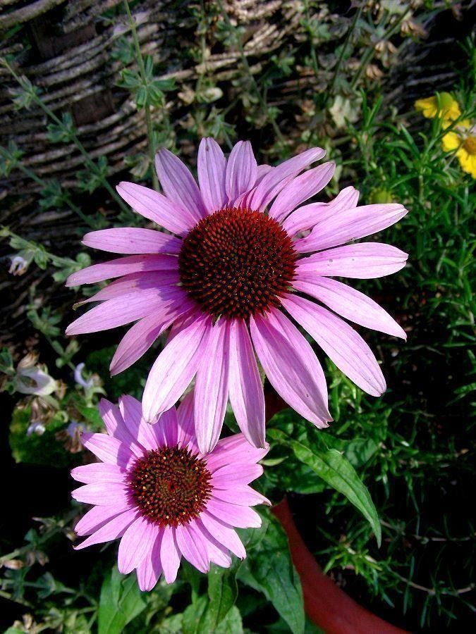 Piante & sementi: Echinacea purpurea (Roter Sonnenhut) – Usato da Winterthur venduto da Aniger 1