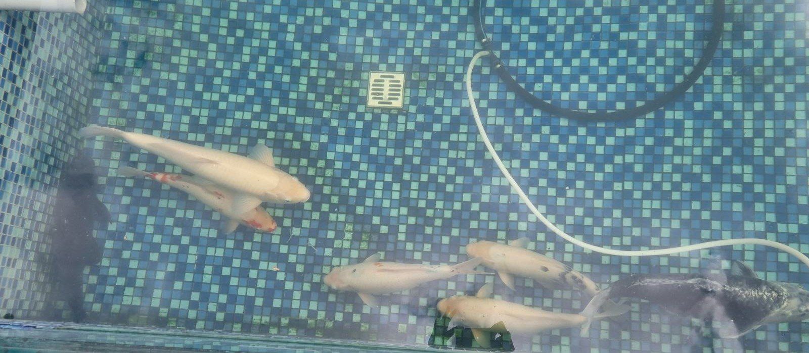 Bücher: Koi Fische zu verschenken – Gebraucht aus Luzern von kim_q2k2 3