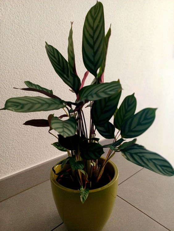 snow queen efeutute Pothos Snow Queen