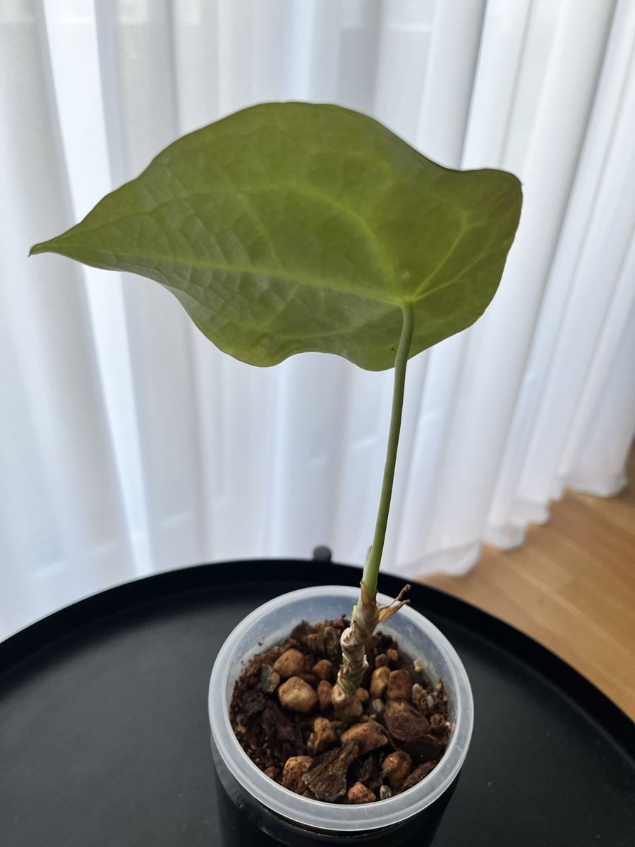 Piante & sementi: Anthurium Forgetii  – Usato da Uster venduto da ke114 2