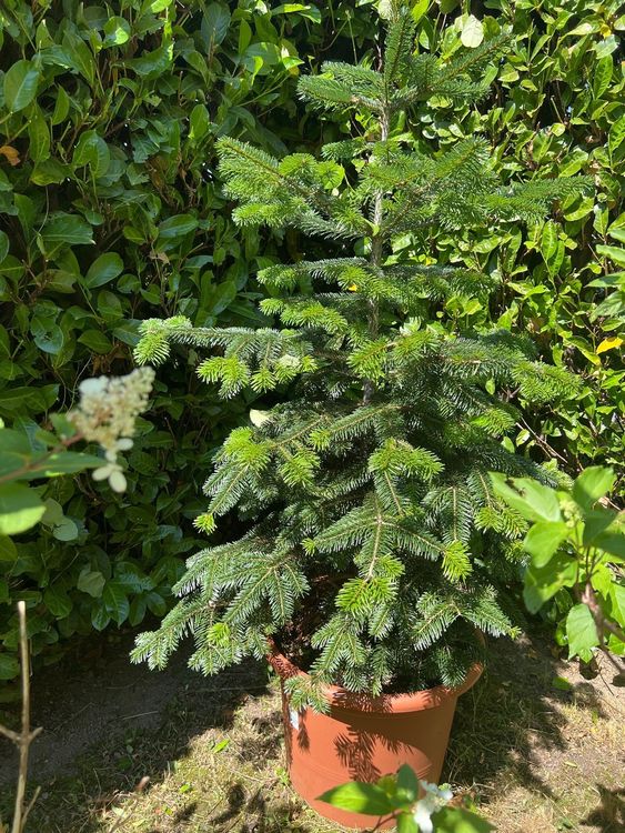 Tannenbaum im Topf Kaufen auf Ricardo