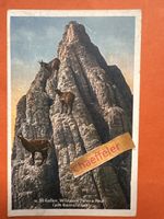 1928 St. Gallen Wildpark Peter & Paul am  Gemsfelsen 