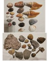 Sammlung Versteinerungen und Sammlung Muschel