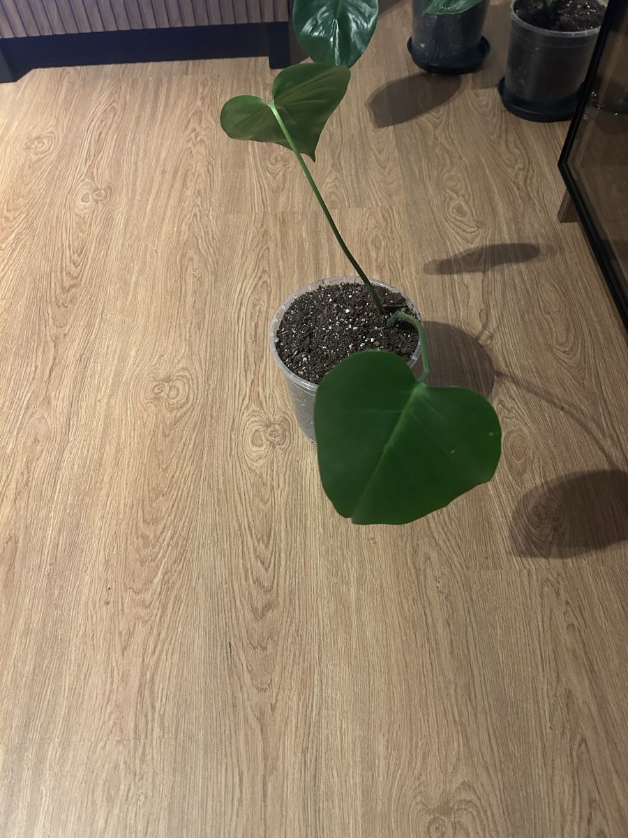 Piante & sementi: Monstera Deliciosa Nr.3 – Usato da Luzern venduto da ITnoah 1