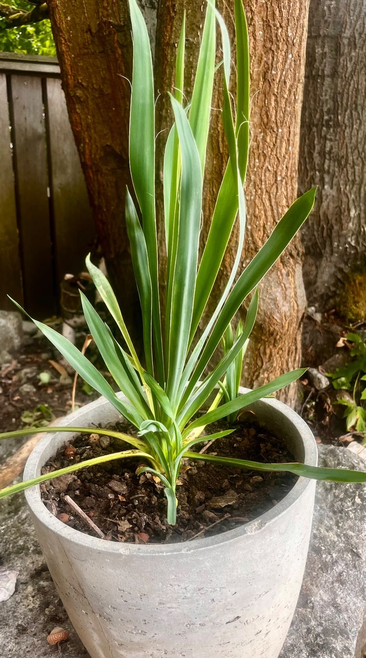 Pflanzen & Samen: YUCCA FLAMENTOSA ca 45 cm – Gebraucht aus Möhlin von mil_h55x 2