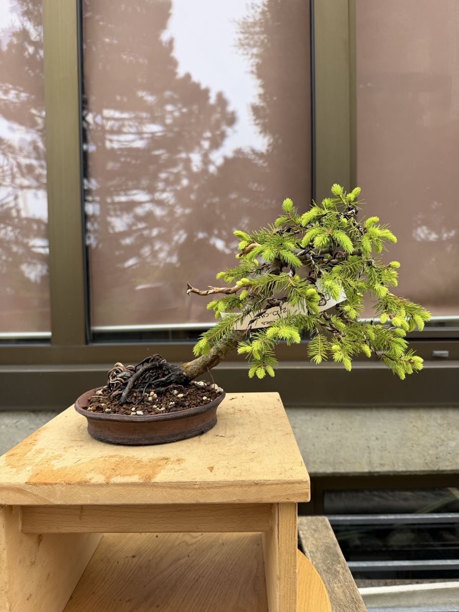 Piante & sementi: 07 Picea Abies / Fichte Bonsai – Nuovo (secondo la descrizione) da Suhr venduto da BonsaiGutzi