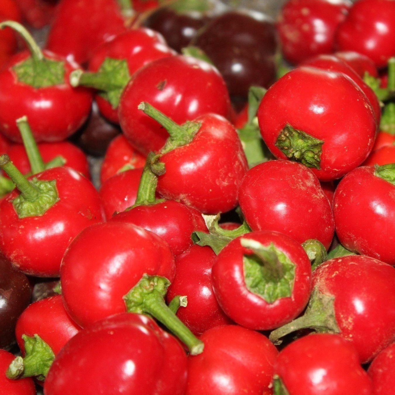 Piante & sementi: 50 Samen Paprika MINI BELL RED – Nuovo (secondo la descrizione) da Ehrendingen venduto da VerveinaSamen 2