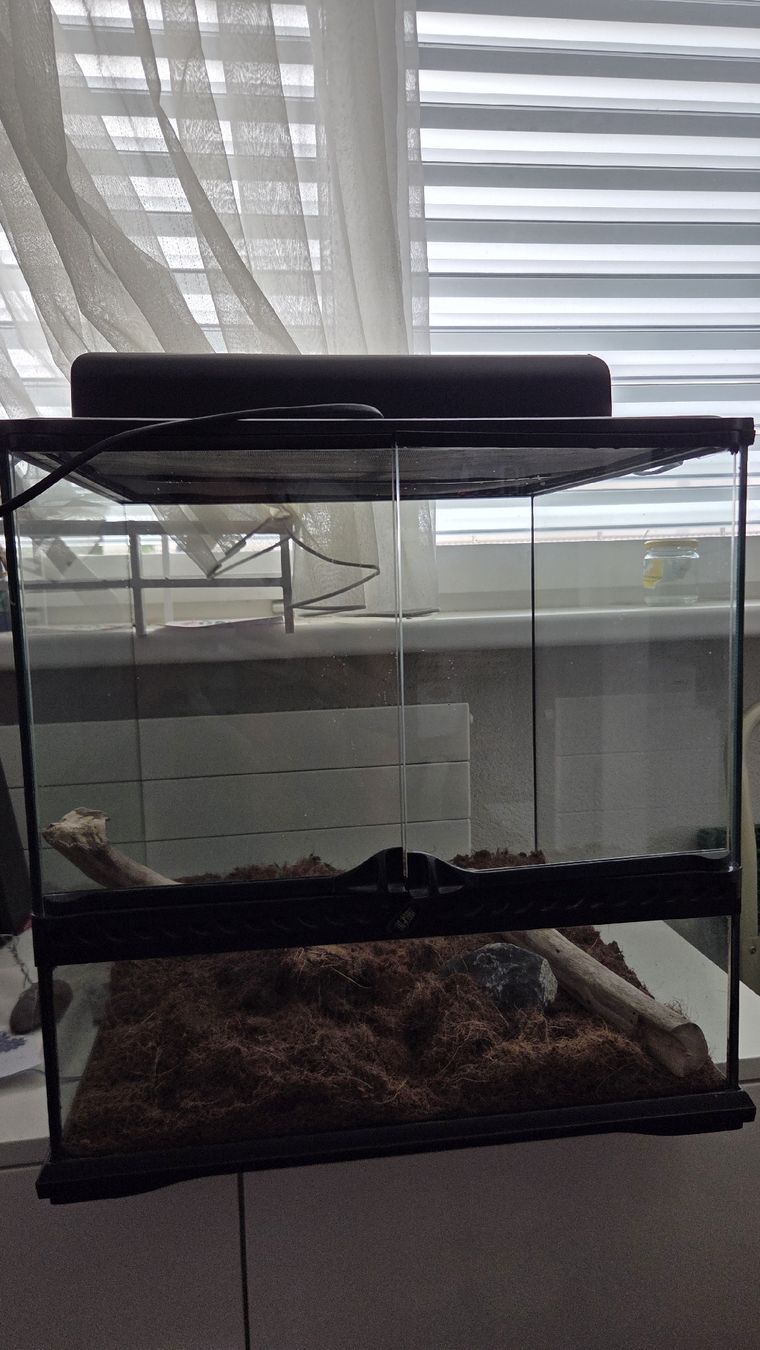 Terrariums: terrarium mit lampe – D'occasion à Wollerau par flitzi88