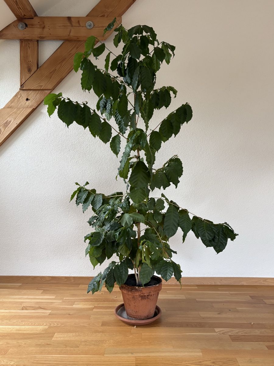 Plantes & graines: Kaffepflanze / Kaffebaum mit wachsenden Kaffebohnen – D'occasion à Zürich par anteabantea
