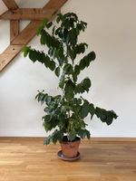 Kaffepflanze / Kaffebaum mit wachsenden Kaffebohnen