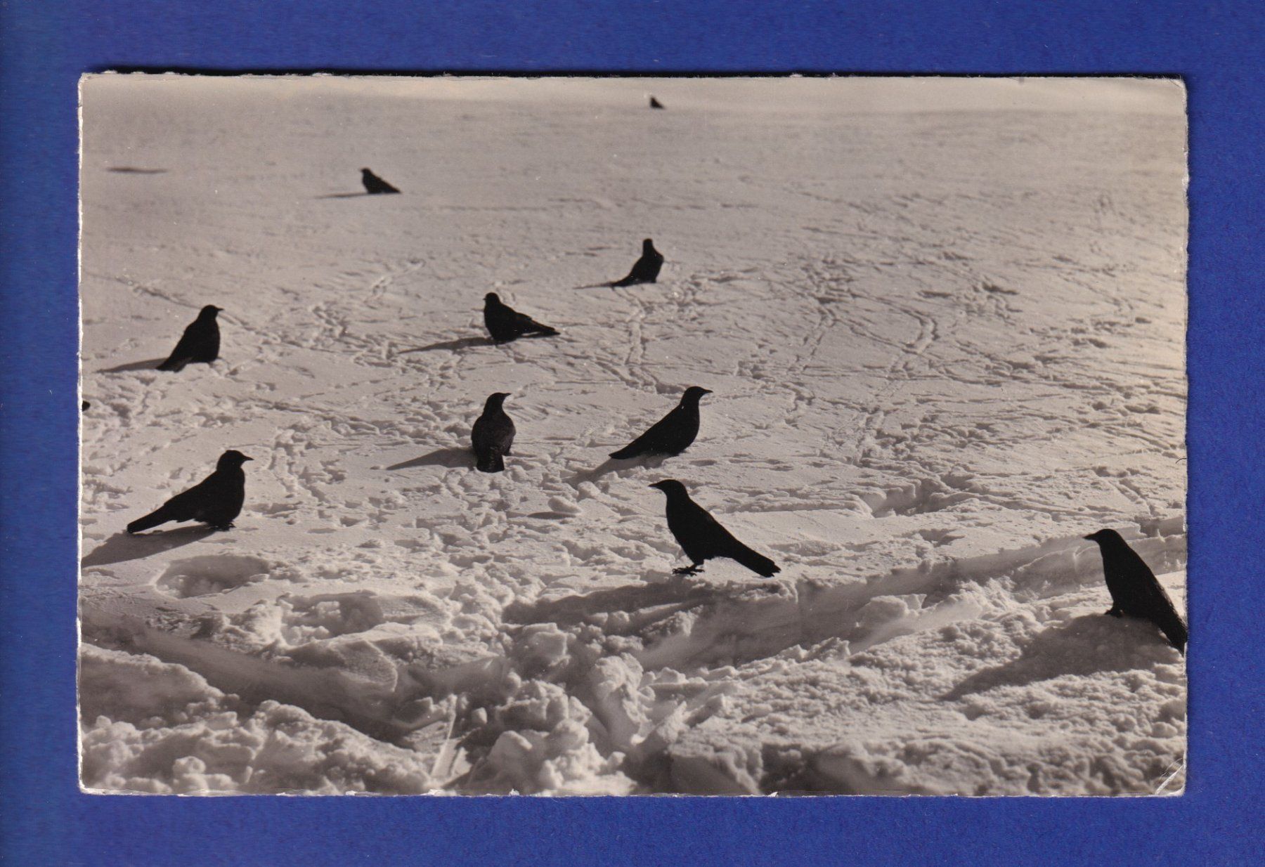 Cartes postales: OISEAU - Alpendohlen / Chocards – D'occasion à Pully par nicecards-shop
