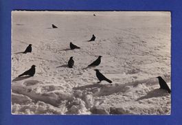 OISEAU - Alpendohlen / Chocards