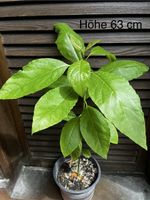 Avocado Pflanze Hoehe 63 cm guter Zustand