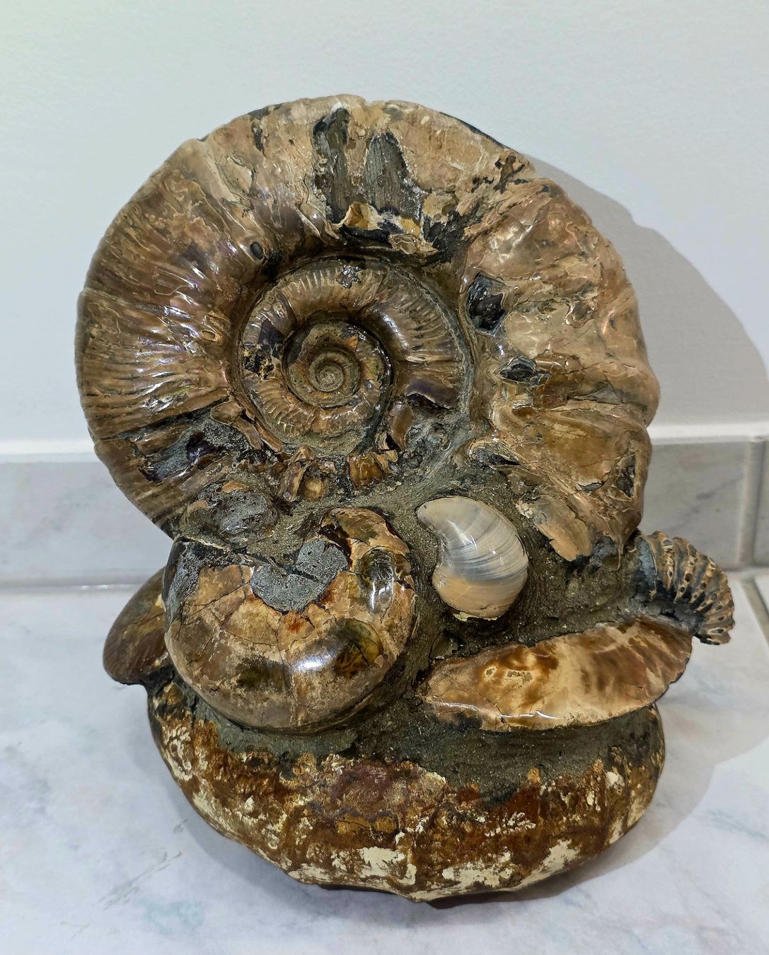 Fossilien: Wunderbare Ammoniten Ansammlung 5.42kg – Neu und originalverpackt aus Matzingen von Shay_Crystalz