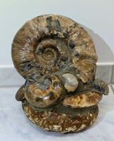 Wunderbare Ammoniten Ansammlung 5.42kg