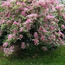Piante & sementi: Weigelia florida Variegata 15-20cm – Nuovo (secondo la descrizione) da Bremblens venduto da FIBONACCI369 2