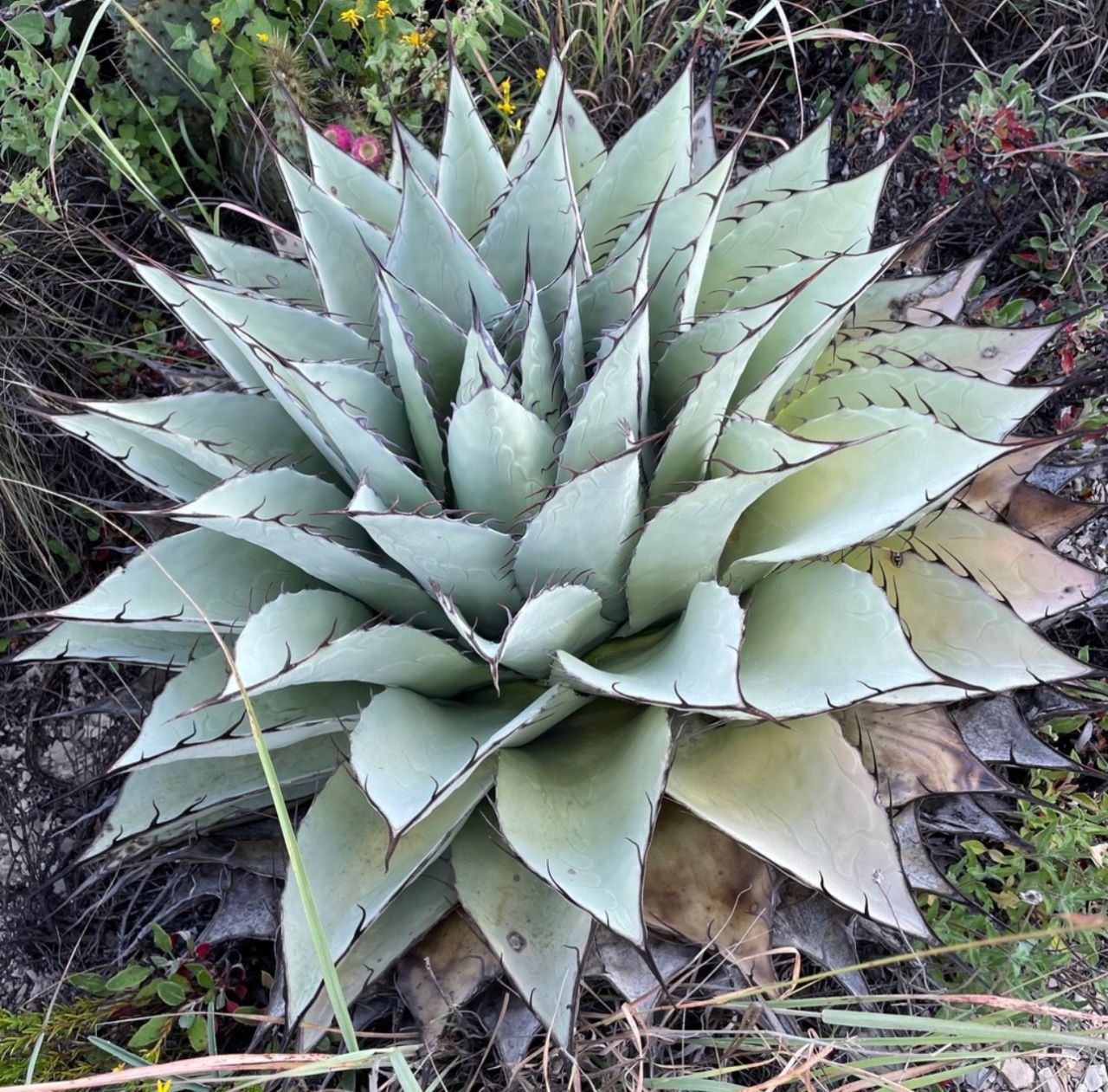 Pflanzen & Samen: Agave sp. Azul Monterrey - 30 Samen – Neu und originalverpackt aus Sumiswald von Cham14558 1