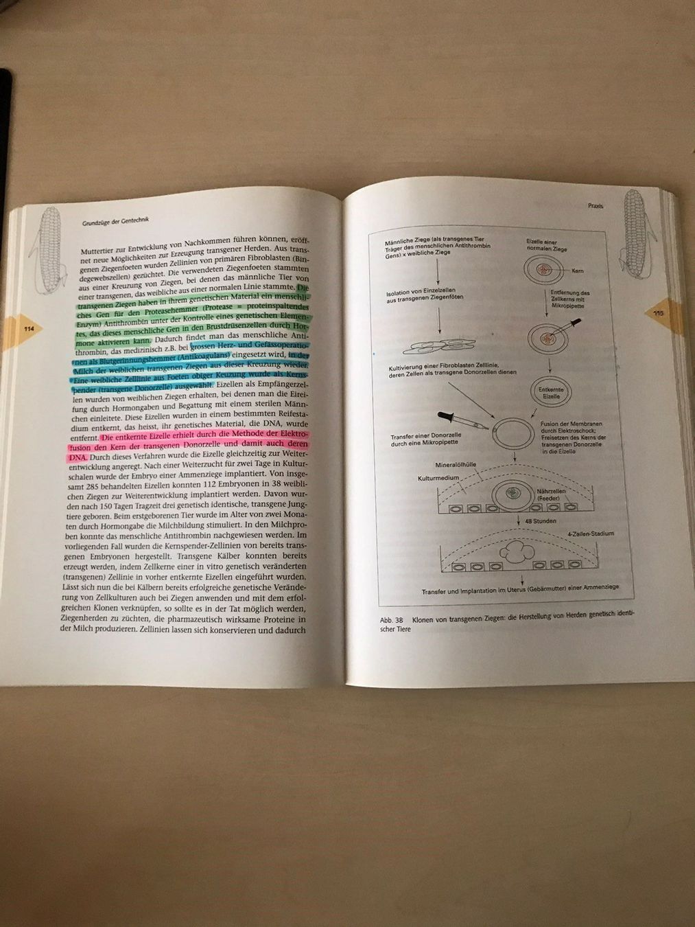 Libri: Grundzüge der Gentechnik – Usato da Glattpark-Opfikon venduto da Anahita-R 2